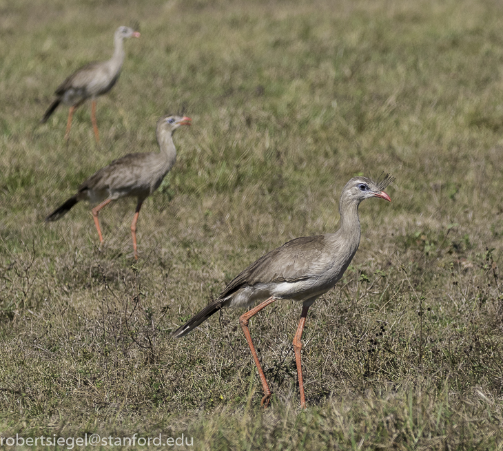 pantanal